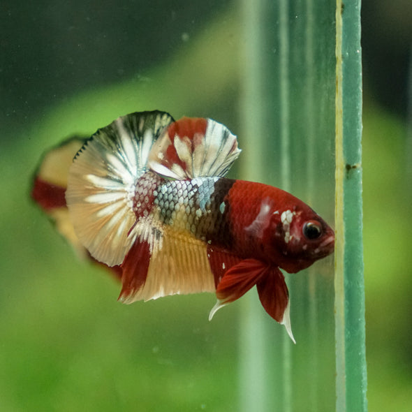 Multicolor/Galaxy Koi Plakat -13 weeks Old