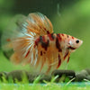 Galaxy/Candy Koi Halfmoon - 14 weeks old