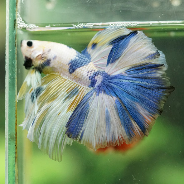 Galaxy/Candy Koi Halfmoon - 14 weeks old