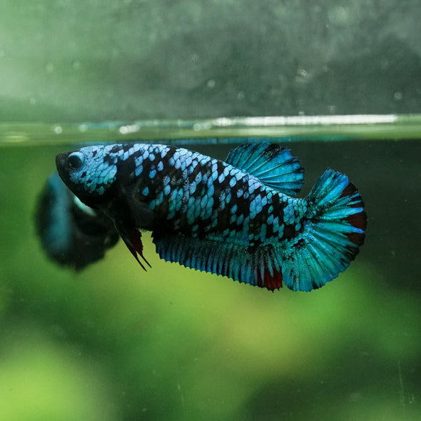 Black Galaxy Koi Plakat (Avatar) - Female- 13 Weeks Old