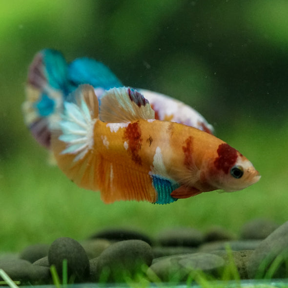 Multicolor/ Galaxy Koi Plakat- Female- 13 Weeks Old