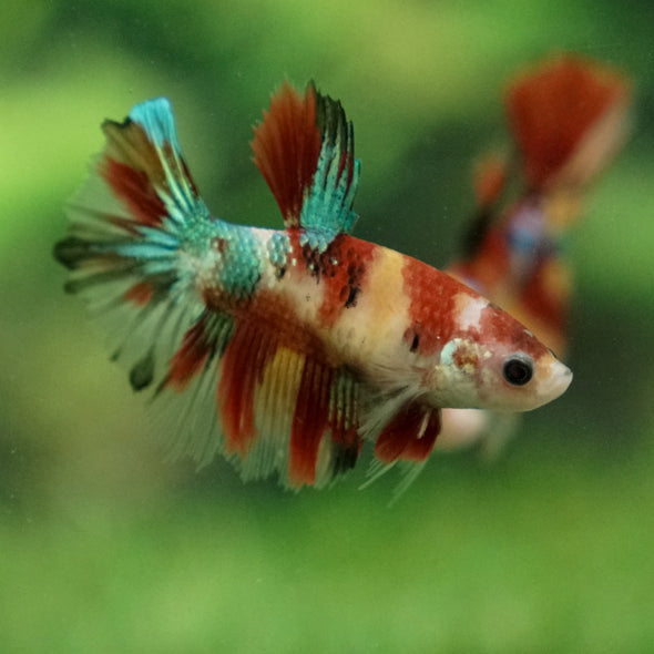 Multicolor/ Galaxy Koi Halfmoon- Female- 13 Weeks Old