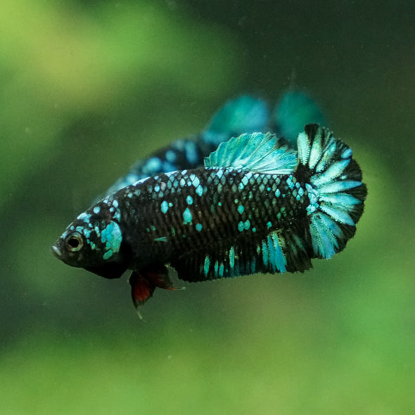 Black Galaxy Koi Plakat (Avatar) - Female- 13 Weeks Old