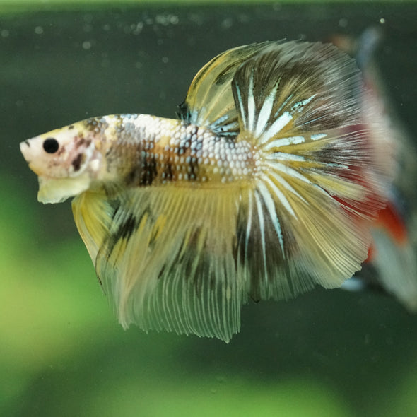 Galaxy/Candy Koi Halfmoon - 11 weeks old