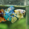 Multicolor/Galaxy Koi Plakat -16 weeks Old