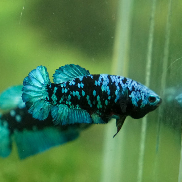 Multicolor/ Galaxy Koi Plakat - Female- 13 Weeks Old