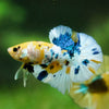 Multicolor/Galaxy Koi Plakat -16 weeks Old