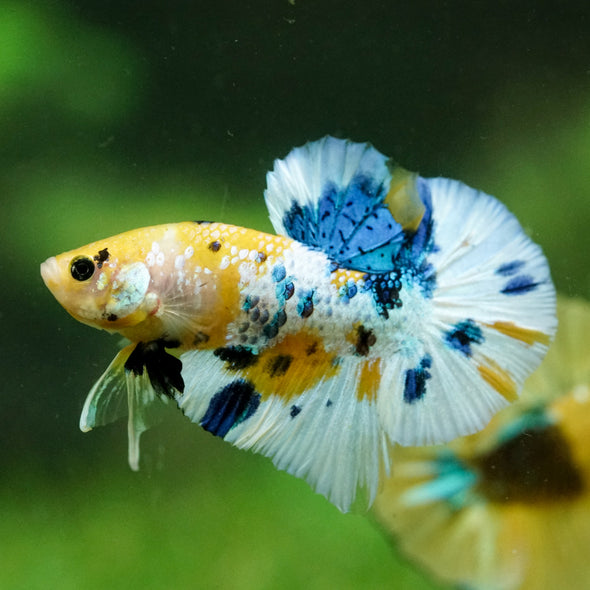 Multicolor/Galaxy Koi Plakat -16 weeks Old