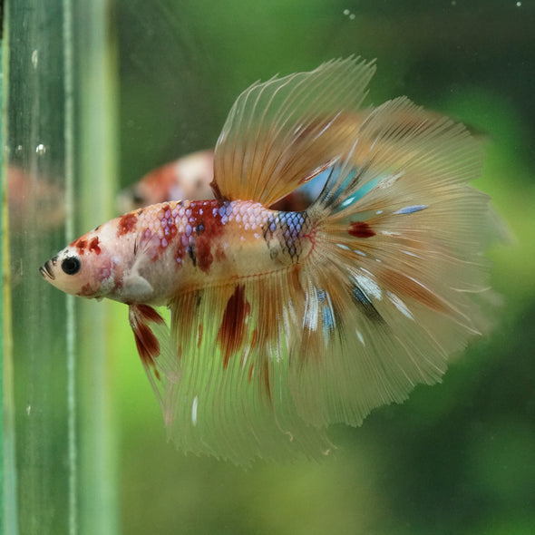 Galaxy/Candy Koi Halfmoon - 14 weeks old