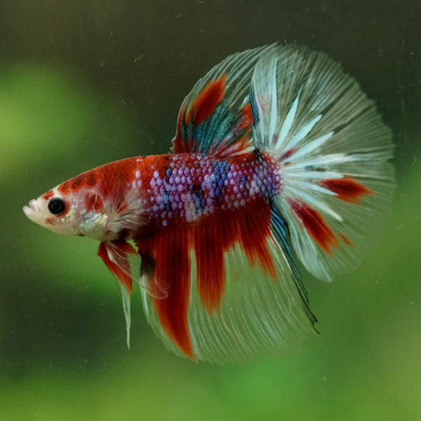 Galaxy/Candy Koi Halfmoon - 14 weeks old