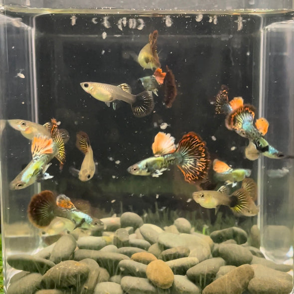 USA Bred Guppies