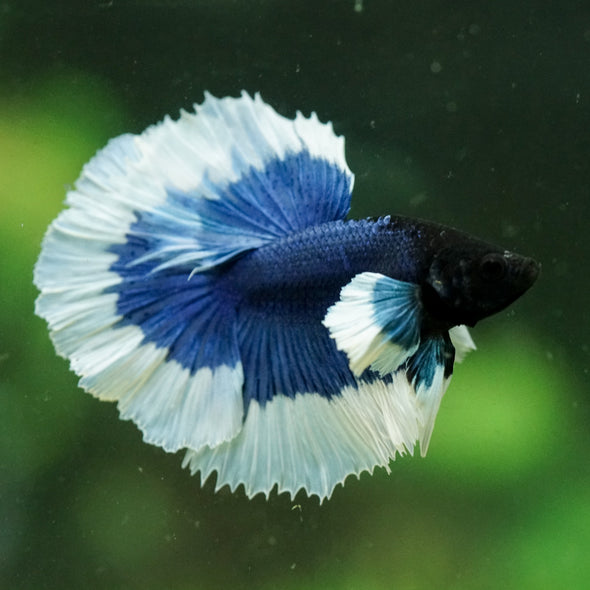 Dumbo Halfmoon - 12 weeks old