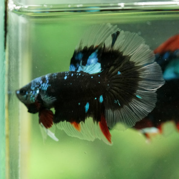 Black Base Galaxy/Candy Koi Halfmoon - 14 weeks Old
