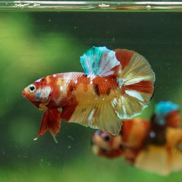 Multicolor/Galaxy Koi Plakat -11 weeks Old