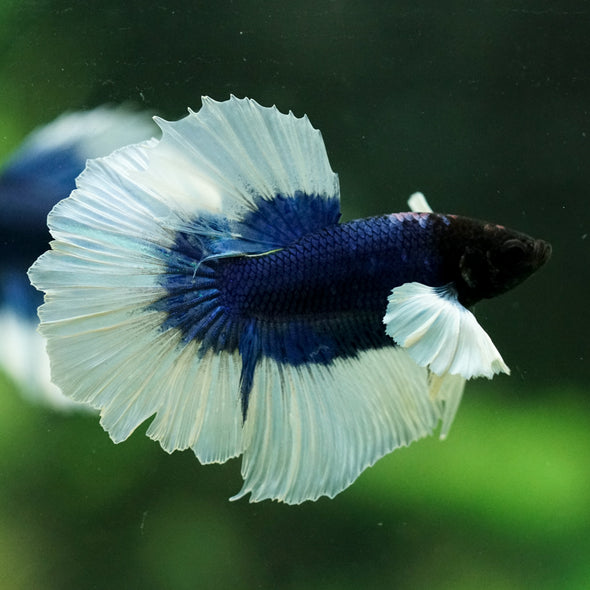 Dumbo Halfmoon - 12 weeks old