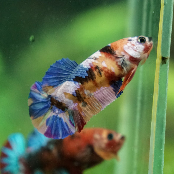 Multicolor/ Galaxy Koi Plakat - Female- 13 Weeks Old - Breeder Grade