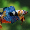Multicolor/Galaxy Koi Plakat -16 weeks Old