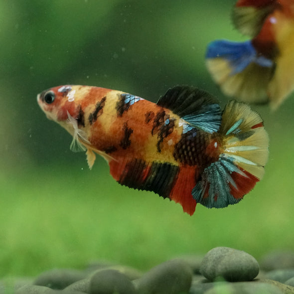 Multicolor/ Galaxy Koi Plakat- Female- 13 Weeks Old