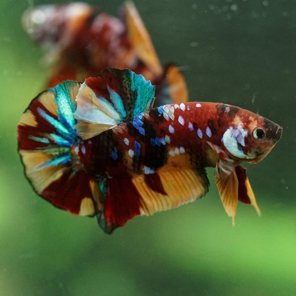 Multicolor/Galaxy Koi Plakat -16 weeks Old