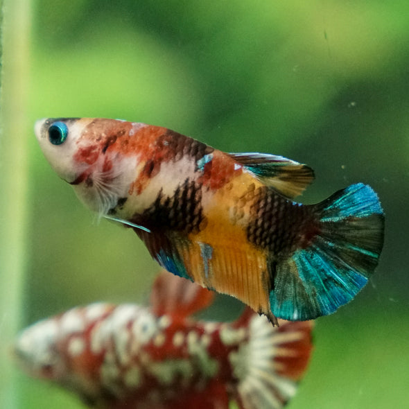 Multicolor/ Galaxy Koi Plakat - Female- 13 Weeks Old