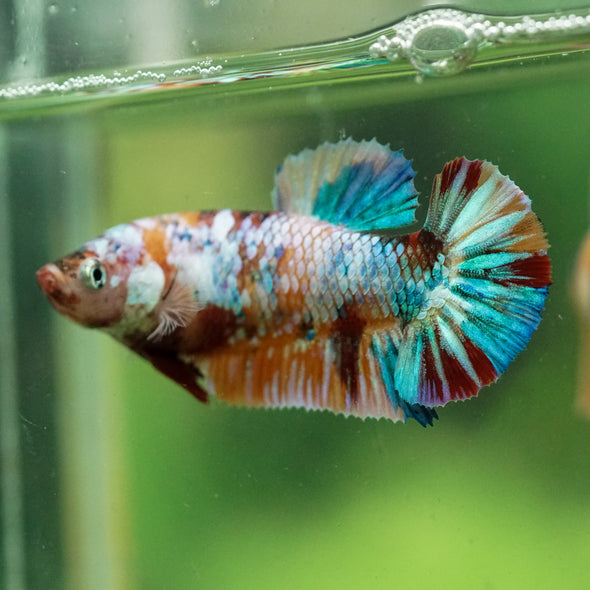 Multicolor/ Galaxy Koi Plakat- Female- 13 Weeks Old