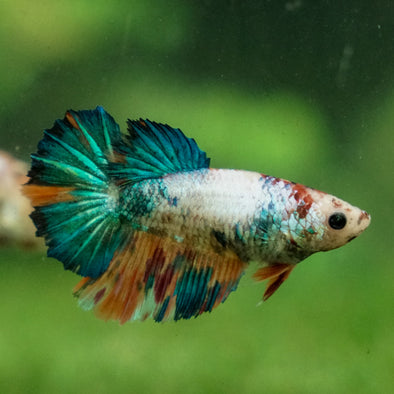 Multicolor/ Galaxy Koi Halfmoon - Female- 13 Weeks Old