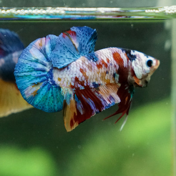 Multicolor/Galaxy Koi Plakat -13 weeks Old