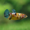 Multicolor/ Galaxy Koi Plakat- Female- 13 Weeks Old