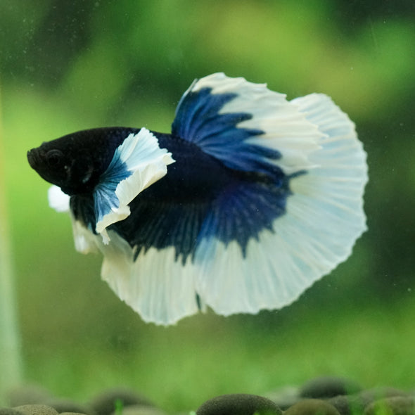 Dumbo Halfmoon - 14 weeks old