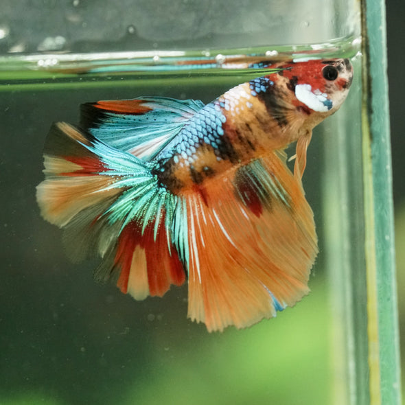 Galaxy/Candy Koi Halfmoon - 11 weeks old