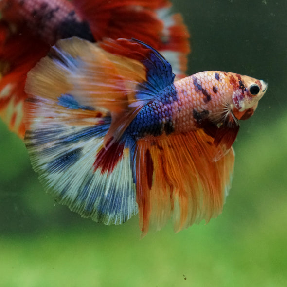 (Galaxy/Candy Koi Halfmoon - 13 weeks old