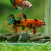Multicolor/ Galaxy Koi Plakat- Female- 13 Weeks Old