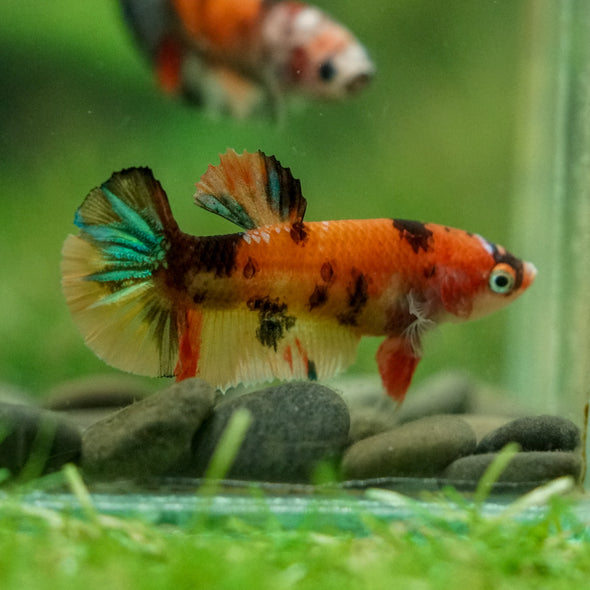 Multicolor/ Galaxy Koi Plakat- Female- 13 Weeks Old