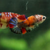 Multicolor/ Galaxy Koi Plakat- Female- 13 Weeks Old