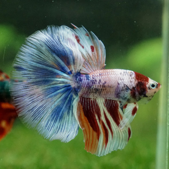 Galaxy/Candy Koi Halfmoon - 13 weeks old