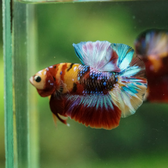 Multicolor/Galaxy Koi Plakat -16 weeks Old
