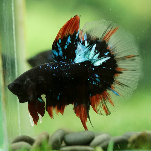 Black Base Galaxy/Candy Koi Halfmoon - 14 weeks old