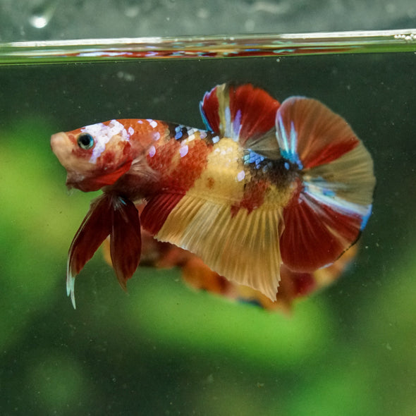 Multicolor/Galaxy Koi Plakat -16 weeks Old