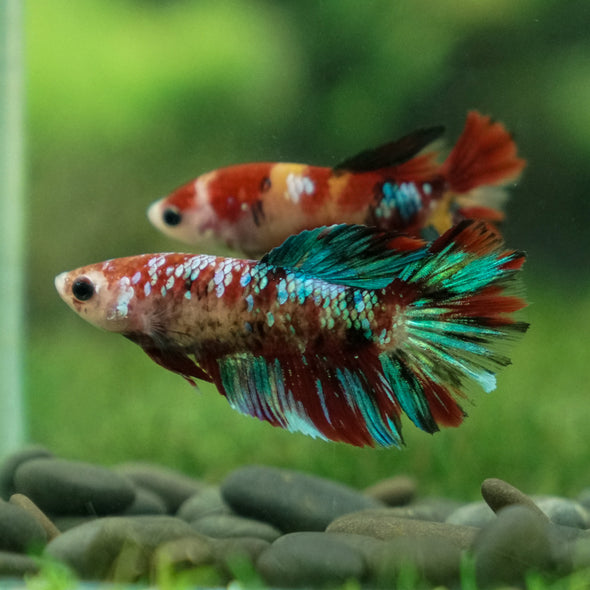 Multicolor/ Galaxy Koi Halfmoon- Female- 13 Weeks Old