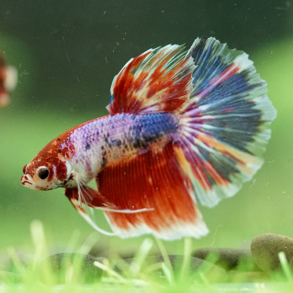 Galaxy/Candy Koi Halfmoon - 11 weeks old