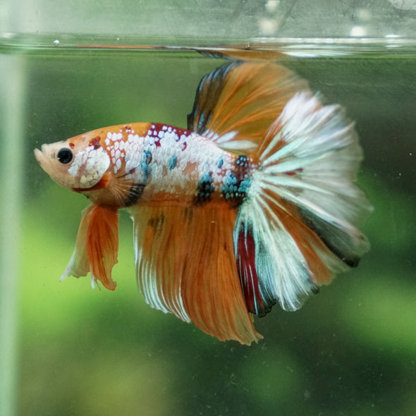 Candy/Galaxy Koi Halfmoon - 15 weeks old