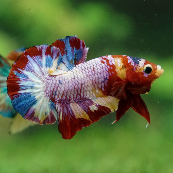 Multicolor/Galaxy Koi Plakat -13 weeks Old