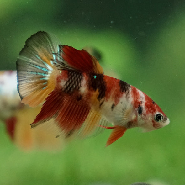 Multicolor/ Galaxy Koi Halfmoon- Female- 13 Weeks Old