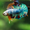 Multicolor/Galaxy Koi Plakat -16 weeks Old