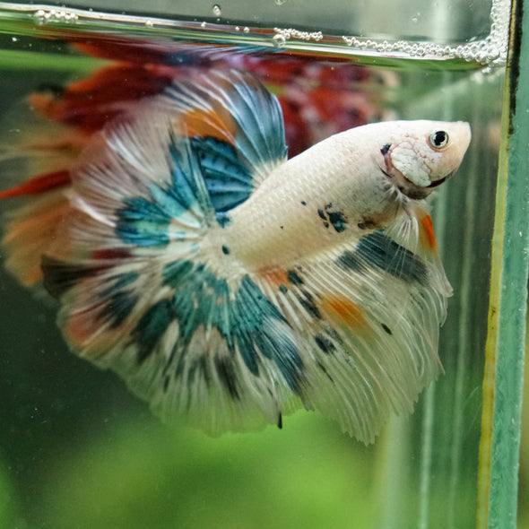 Galaxy/Candy Koi Halfmoon - 14 weeks old