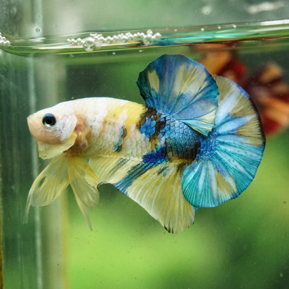 Multicolor/Galaxy Koi Plakat -16 weeks Old