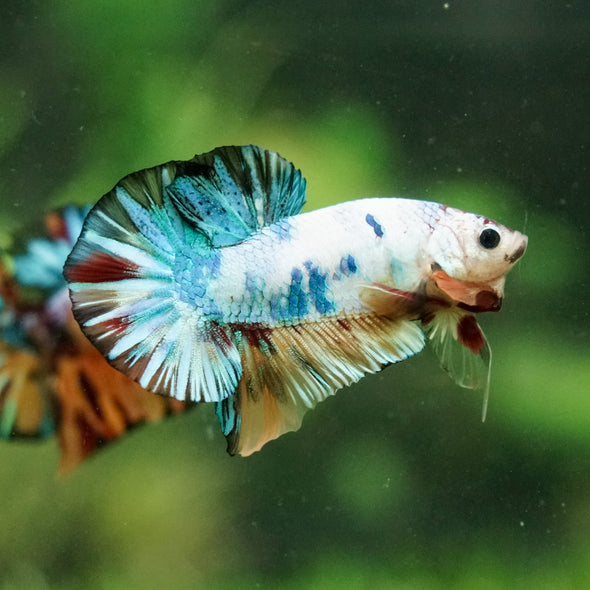 Multicolor/Galaxy Koi Plakat -16 weeks Old