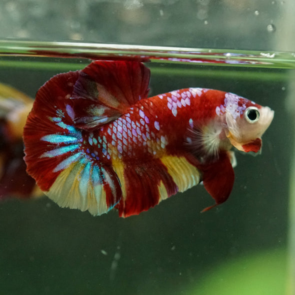 Multicolor/Galaxy Koi Plakat -16 weeks Old