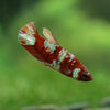 Multicolor/ Galaxy Koi Plakat- Female- 13 Weeks Old