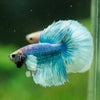 Dumbo Halfmoon - 10 weeks old